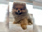 �istokrevn� �pic pomeranian
