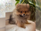 �istokrevn� �pic pomeranian