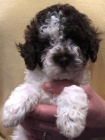 �t��ata Lagotto Romagnolo xx