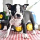 O�kovan� �t��ata bostonsk�ch teri�r� k prodeji.