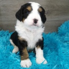 rozko�n� �t���tka Bernedoodle jsou nyn� k prodeji. 