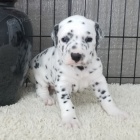 kr�sn� a rozko�n� dalmatsk� �t��ata k adopci.