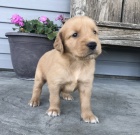 N�dhern� a kr�sn� �t�n� zlat�ho retr�vra pro va�i rodinu. 