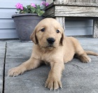 N�dhern� a kr�sn� �t�n� zlat�ho retr�vra pro va�i rodinu. 