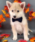 Pomsky kr�sn� �t��ata mu�sk�ho a �ensk�ho pohlav� na prodej. 