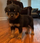 Na prodej jsou k dispozici o�kovan� �t��ata samc� a samic rotvajler�. 