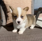 �t��ata Welsh Corgi Pembroke na prodej. �t��ata byla o�kov�na a od�ervena. 