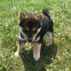 �t��ata shiba inu na prodej.