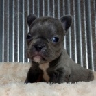 Kr�sn� francouzsk� buldo�ek na prodej.