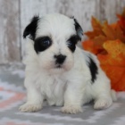 Havanese �t��ata k dispozici k prodeji. 