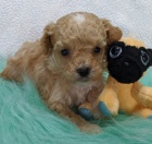 N�dhern� �t��ata trpasli��ch pudl� na prodej.