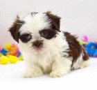 �t��ata shih tzu
