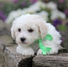 bichon frize �t��ata na prodej.