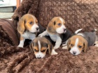 T��barevn� �t��ata Beagle 