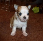 Kr�sn� rodokmen,, �ivava 