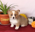 Okouzluj�c� Welsh Corgi (Pembroke)