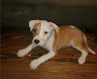 Roztomil� �t��ata americk�ho pitbulteri�ra