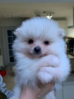 b�l� �ena pomeranian