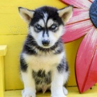 sibi�sk� husky