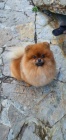 Pomeranian �t��ata medv�dka