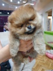 Pomeranian �t��ata medv�dka