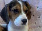 �t��ata beagle k dispozici