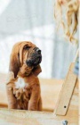  dispozici �t���tka Bloodhound..