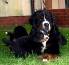 2 bernsk� sala�nick� pes