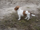 Jack Russell Terrier mu�i a �eny