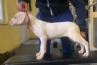 Dogo Argentino �t��ata