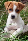 �istokrevn� jack russell