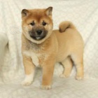 Rozko�n� �t��ata shiba inu.