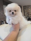 B�l� pomeranian �t�n�