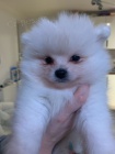 B�l� pomeranian �t�n�