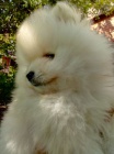 Pomeranian �t��ata