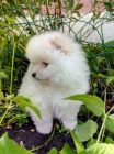 Pomeranian �t��ata