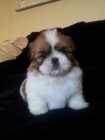 rozko�n� �t��ata shih tzu