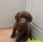 Labradorsk� �t��ata 