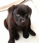 Labradorsk� �t��ata 