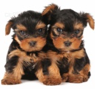 Jork��rsk� teri�r