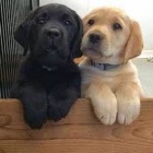 Labradorsk� �t��ata 