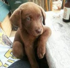 labradorsk�ho retr�vra