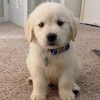 zlat� retr�vr �t��ata