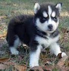 sibi�sk� husky