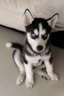 sibi�sk� husky