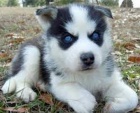 sibi�sk� husky