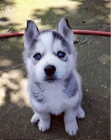 sibi�sk� husky
