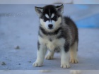 �istokrevn� Sibi�sk� Husky s PP