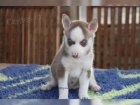 �istokrevn� Sibi�sk� Husky s PP