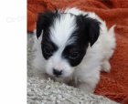 �t��ata papillon k dispozici